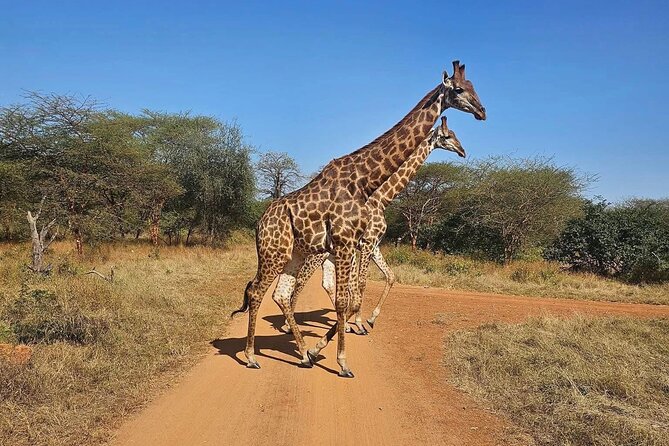 girafe